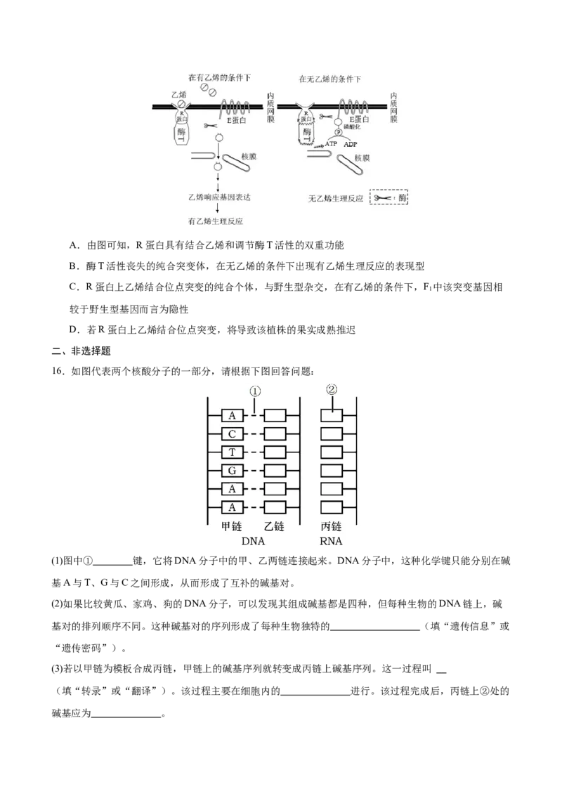 重庆市乌江新高考协作体2024届高三下学期高考模拟监测（二）(乌江二模)生物试卷_2024年5月_01按日期_30号_2024届重庆乌江新高考协作体高三高考模拟监测（二）