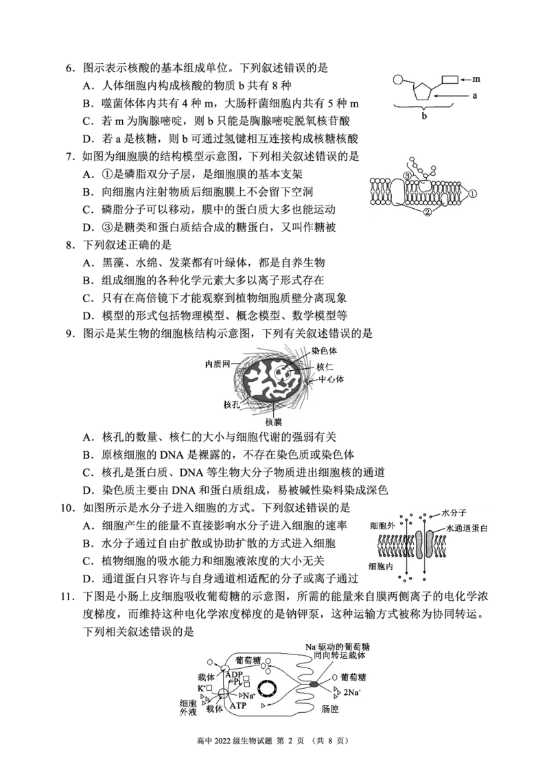 四川省成都市蓉城名校2023-2024学年高二下学期6月期末联考生物试题_2024-2025高三（6-6月题库）_2024年06月试卷_240618四川省成都市蓉城名校2023-2024学年高二下学期期末联考