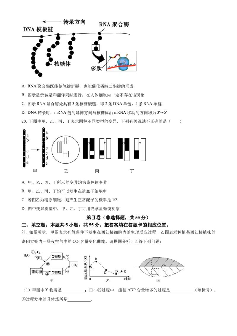 精品解析：黑龙江省大庆实验中学2023-2024学年高三上学期期中生物试题（原卷版）(1)_2023年11月_0211月合集_2024届黑龙江省大庆实验中学高三上学期期中考试