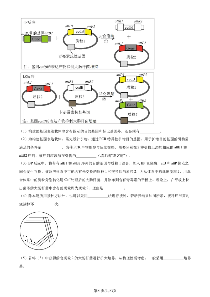 精品解析：湖南省邵阳市武冈市2023-2024学年高三上学期期中生物试题（解析版）(1)_2023年11月_0211月合集_2024届湖南省邵阳市武冈市高三上学期期中考试