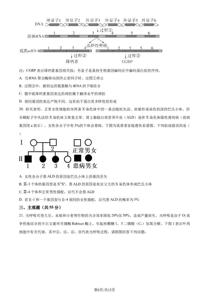 精品解析：辽宁省实验中学2023-2024学年高三上学期期中生物试题（原卷版）(1)_2023年11月_0211月合集_2024届辽宁省实验中学高三上学期期中考试