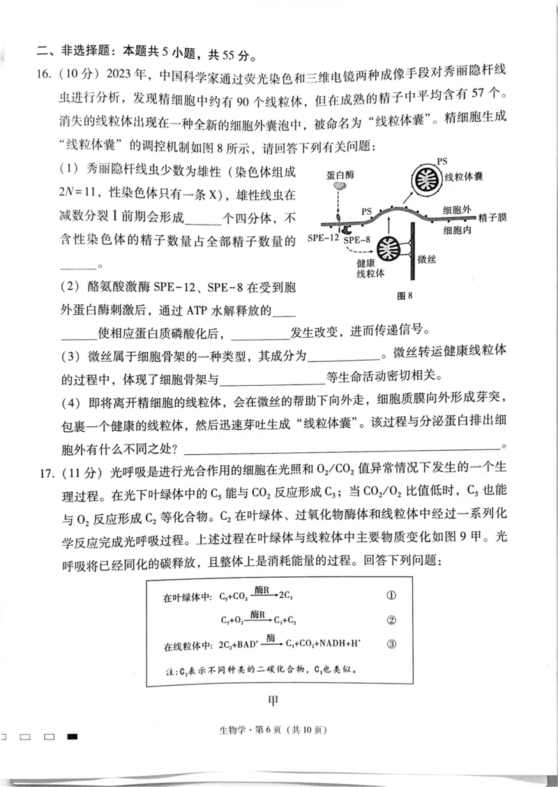 四川省绵阳中学2024-2025学年高三上学期高考适应性月考卷+(一)+生物试题_2024-2025高三（6-6月题库）_2024年11月试卷_11012025届四川省绵阳中学高三模拟预测高考适应性月考卷（一）