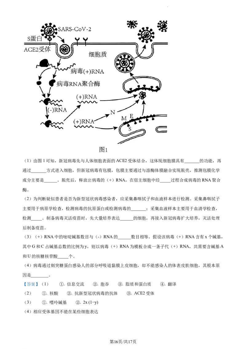 精品解析：天津市河西区2023-2024学年高三11月期中生物试题（解析版）(1)_2023年11月_0211月合集_2024届天津市河西区高三上学期期中质量调查试题