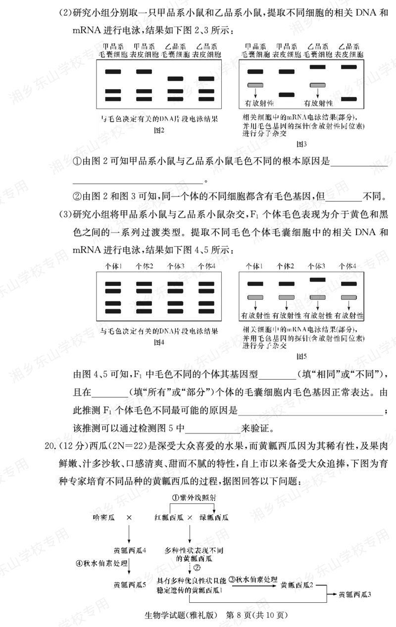 生物学用（雅礼3次）(1)_2023年11月_0211月合集_2024届湖南省长沙市雅礼中学高三上学期月考试题（三）_湖南省长沙市雅礼中学2024届高三上学期月考试题（三）生物