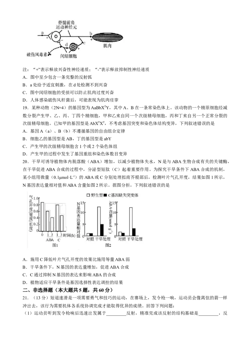 浙江省9+1高中联盟2024-2025学年高二上学期11月期中考试生物试题（含答案）_2024-2025高二（7-7月题库）_2024年11月试卷_1124浙江省9+1高中联盟2024-2025学年高二上学期11月期中考试