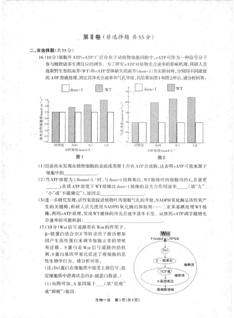德阳一诊生物试卷_2024-2025高三（6-6月题库）_2024年12月试卷_12052025届四川省德阳市高三第一次诊断考试_2025届四川省德阳市高三第一次诊断考试生物