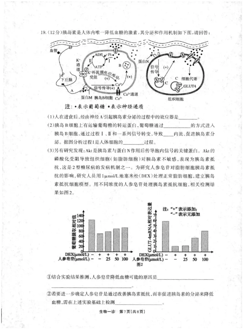 德阳一诊生物试卷_2024-2025高三（6-6月题库）_2024年12月试卷_12052025届四川省德阳市高三第一次诊断考试_2025届四川省德阳市高三第一次诊断考试生物