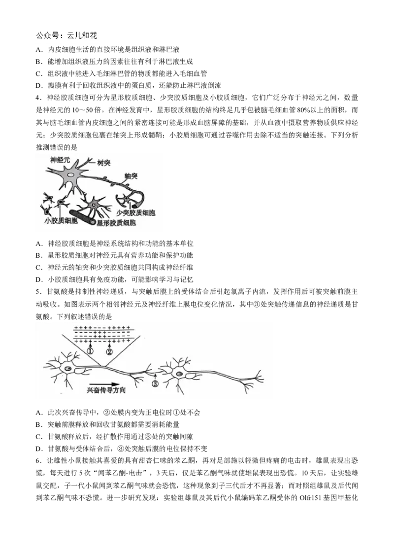 安徽省黄山市黄山八校联考2024-2025学年高二上学期11月期中生物试题（含解析）_2024-2025高二（7-7月题库）_2024年12月试卷