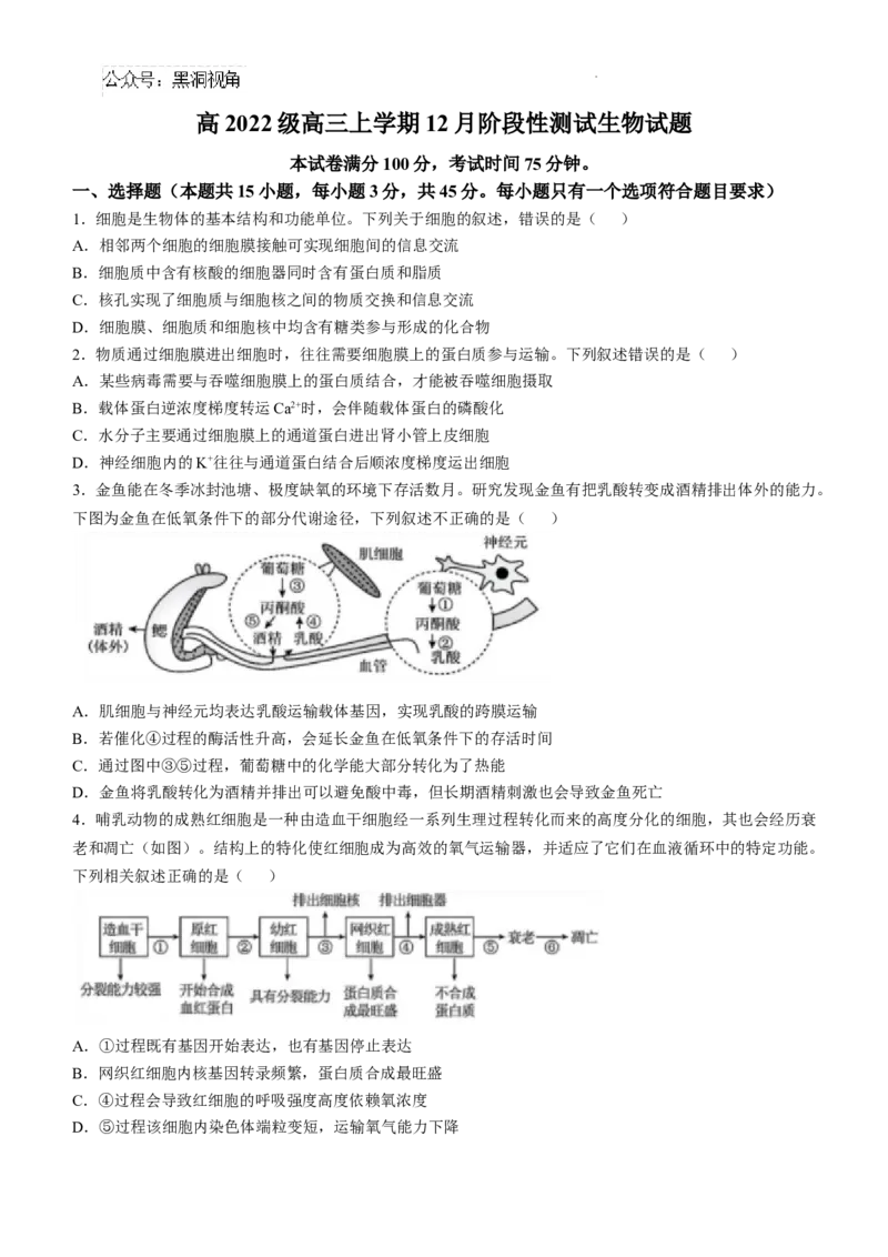 四川省成都市树德中学2024-2025学年高三上学期12月月考生物+答案_2024-2025高三（6-6月题库）_2024年12月试卷_1219四川省成都市树德中学2024-2025学年高三上学期12月月考
