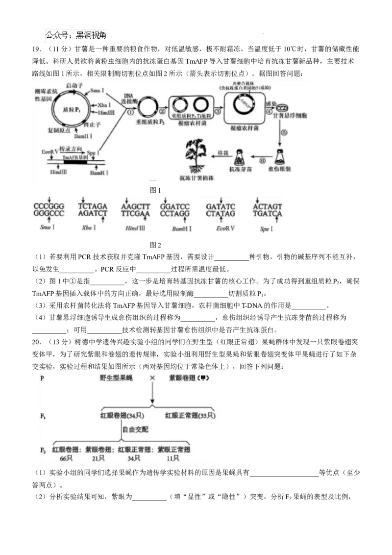 四川省成都市树德中学2024-2025学年高三上学期12月月考生物+答案_2024-2025高三（6-6月题库）_2024年12月试卷_1219四川省成都市树德中学2024-2025学年高三上学期12月月考