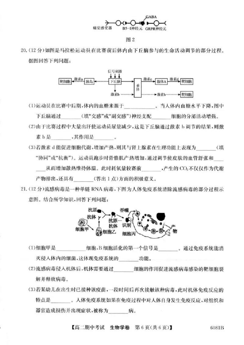 南宁4+N联盟2025秋季期中高二生物试卷_251229广西南宁市&ldquo;4+N&rdquo;联盟学校2025-2026学年高二上学期期中考试（全）_广西南宁市&ldquo;4+N&rdquo;联盟学校2025-2026学年高二上学期期中考试生物试题含答案