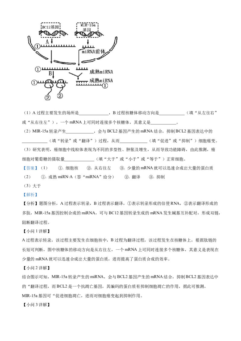 天津市北辰区2023-2024学年高三上学期期中生物试题Word版含解析(1)_2023年11月_0211月合集_2024届天津市北辰区高三上学期第一次联考（期中）