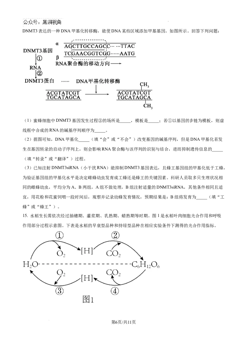 天津市部分区2024-2025学年高三上学期期中考试生物试题_2024-2025高三（6-6月题库）_2024年11月试卷_1112天津市部分区2024-2025学年高三上学期期中考试