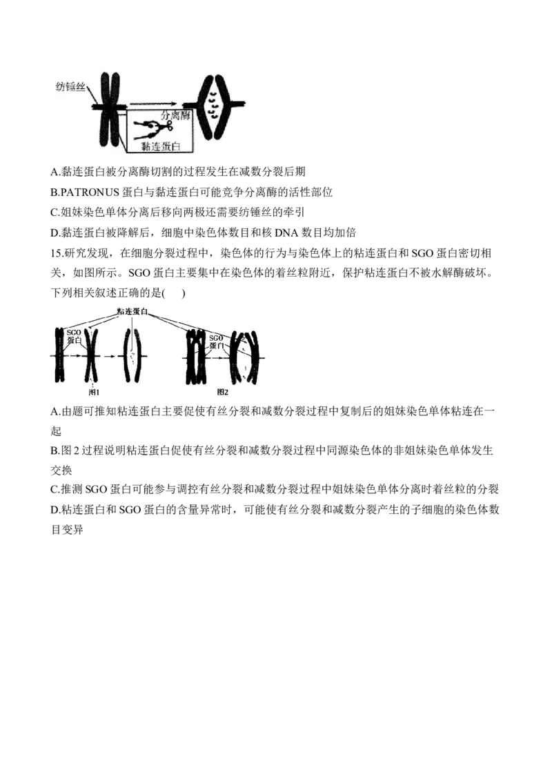 专题5遗传的细胞学基础（选择题）&mdash;&mdash;高考生物学模块分练新高考版（含解析）_2024-2025高三（6-6月题库）_2026年1月高三