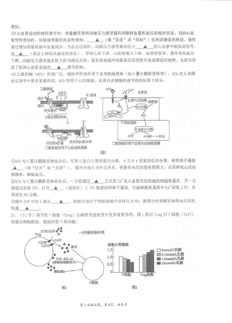 江苏省泰州中学2025-2026学年高二上学期11月期中考试生物PDF版含答案_251214江苏省泰州中学2025-2026学年高二上学期11月期中考试（全）