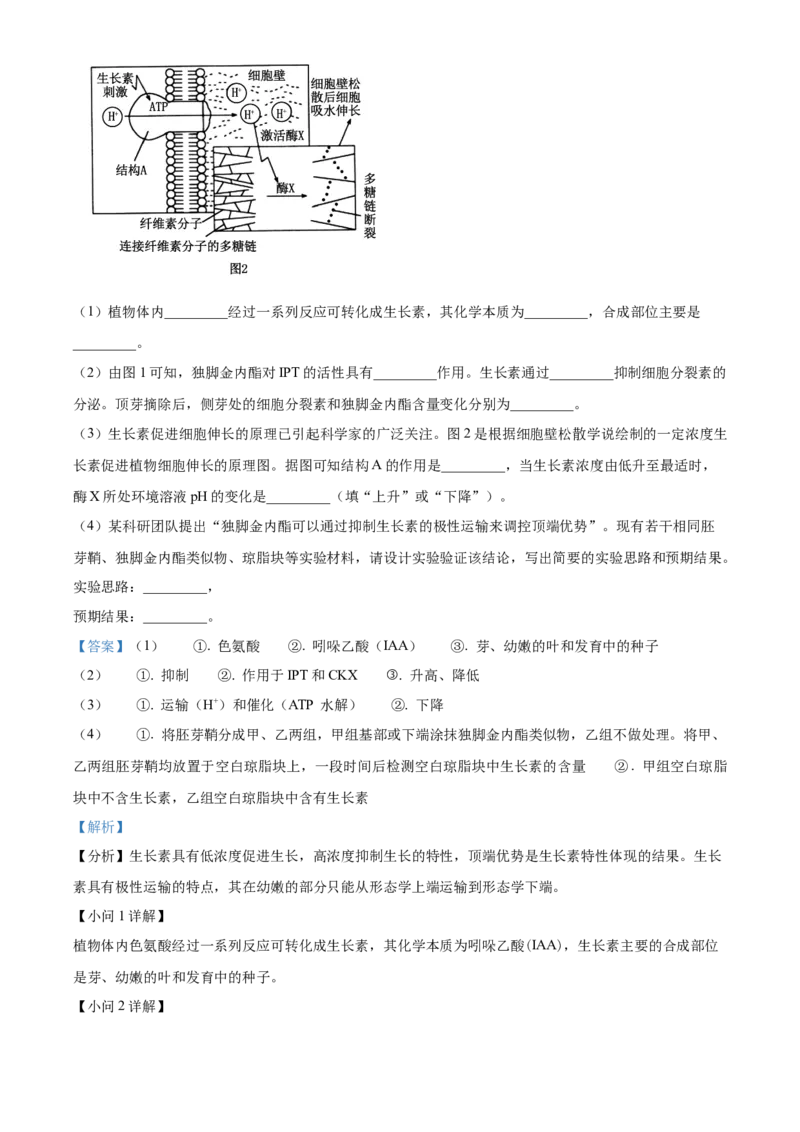 江苏省连云港市灌南县2024-2025学年高二上学期11月期中生物试题Word版含解析_2024-2025高二（7-7月题库）_2024年12月试卷_1213江苏省连云港市灌南县2024-2025学年高二上学期11月期中考试