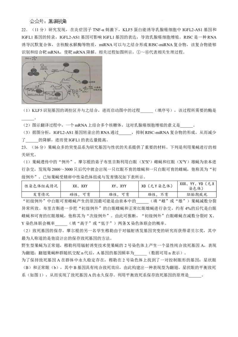 山东省日照市2025届高三上学期11月期中校际联合考试生物_2024-2025高三（6-6月题库）_2024年11月试卷_1126山东省日照市2025届高三上学期11月期中校际联合考试