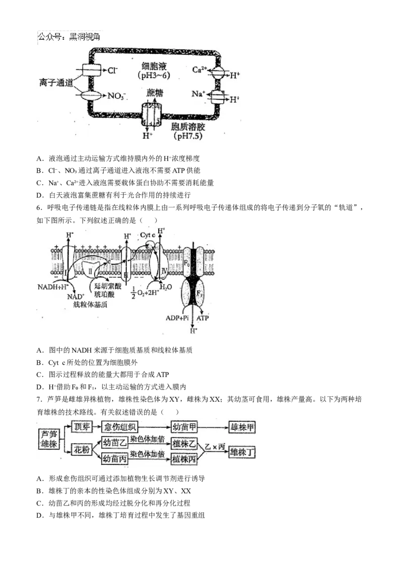 天津市南开中学2024-2025学年高三上学期10月月考生物学试题（含答案）_2024-2025高三（6-6月题库）_2024年10月试卷_1023天津市南开中学2024-2025学年高三上学期10月月考