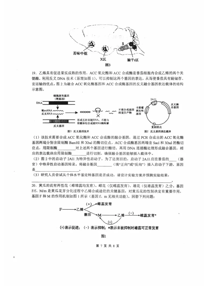 四川省绵阳中学2024-2025学年高三上学期12月月考生物试题_2024-2025高三（6-6月题库）_2024年12月试卷_1216四川省绵阳中学2024-2025学年高三上学期12月月考