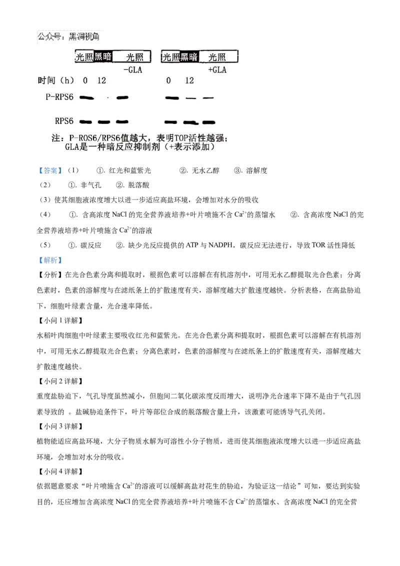 山东省泰安第一中学2025届高三上学期11月月考生物试题word版含解析_2024-2025高三（6-6月题库）_2024年12月试卷_1202山东省泰安第一中学2025届高三上学期11月月考