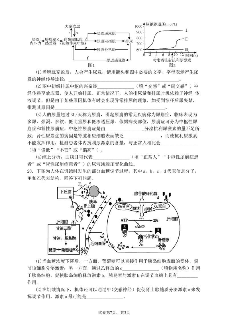 德阳市高2024级高二上期期中教学质量监测考试生物试卷_251202四川省德阳市2025-2026学年高二上学期期中考试（全）