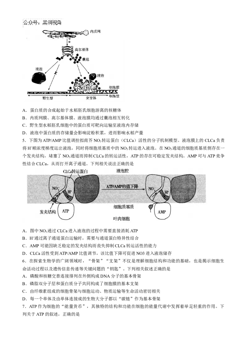 山西省部分学校2024-2025学年高三上学期学情监测生物试题_2024-2025高三（6-6月题库）_2024年11月试卷_1119山西天一大联考2024-2025学年高三期中调研考试