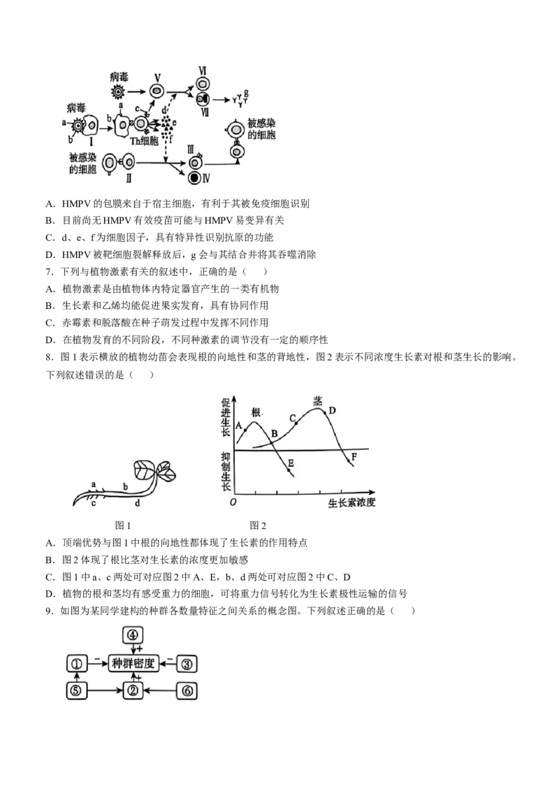 河南省周口市2024-2025学年高二上学期1月期末生物试题（有解析）_2024-2025高二（7-7月题库）_2025年02月试卷_0218河南省周口市2024-2025学年高二上学期1月期末考试