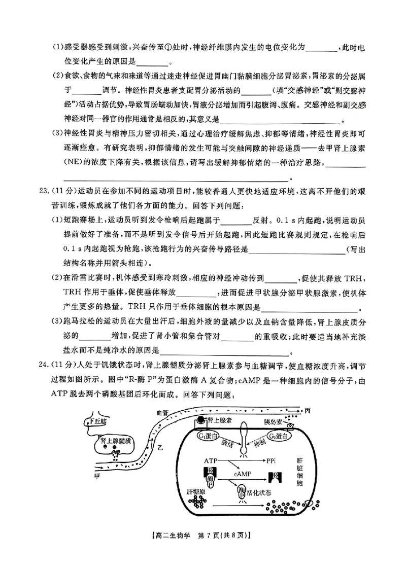河南省金太阳2024-2025学年高二上学期第二次月考生物试题_2024-2025高二（7-7月题库）_2024年10月试卷_1029河南省金太阳2024-2025学年高二上学期第二次月考