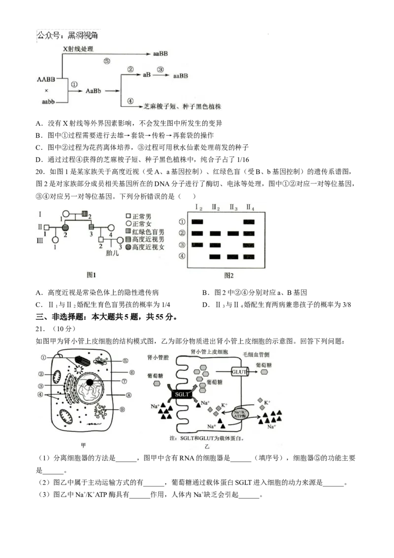 山东省菏泽市2024-2025学年高三上学期期中考试生物试题_2024-2025高三（6-6月题库）_2024年10月试卷_1031山东省菏泽市2024-2025学年高三上学期期中考试