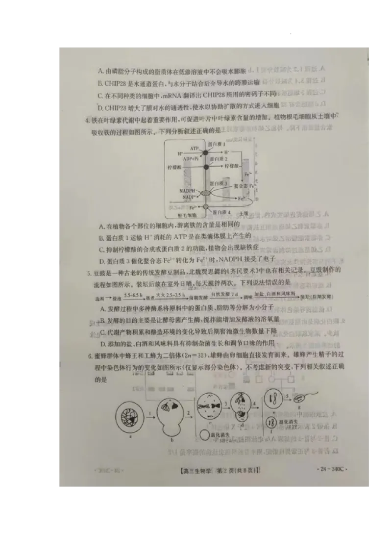重庆市璧山来凤中学等多校联考2023-2024学年高三下学期3月月考生物试题_2024年3月_013月合集_2024届重庆好教育联盟金太阳联考高三3月联考（24-340C）