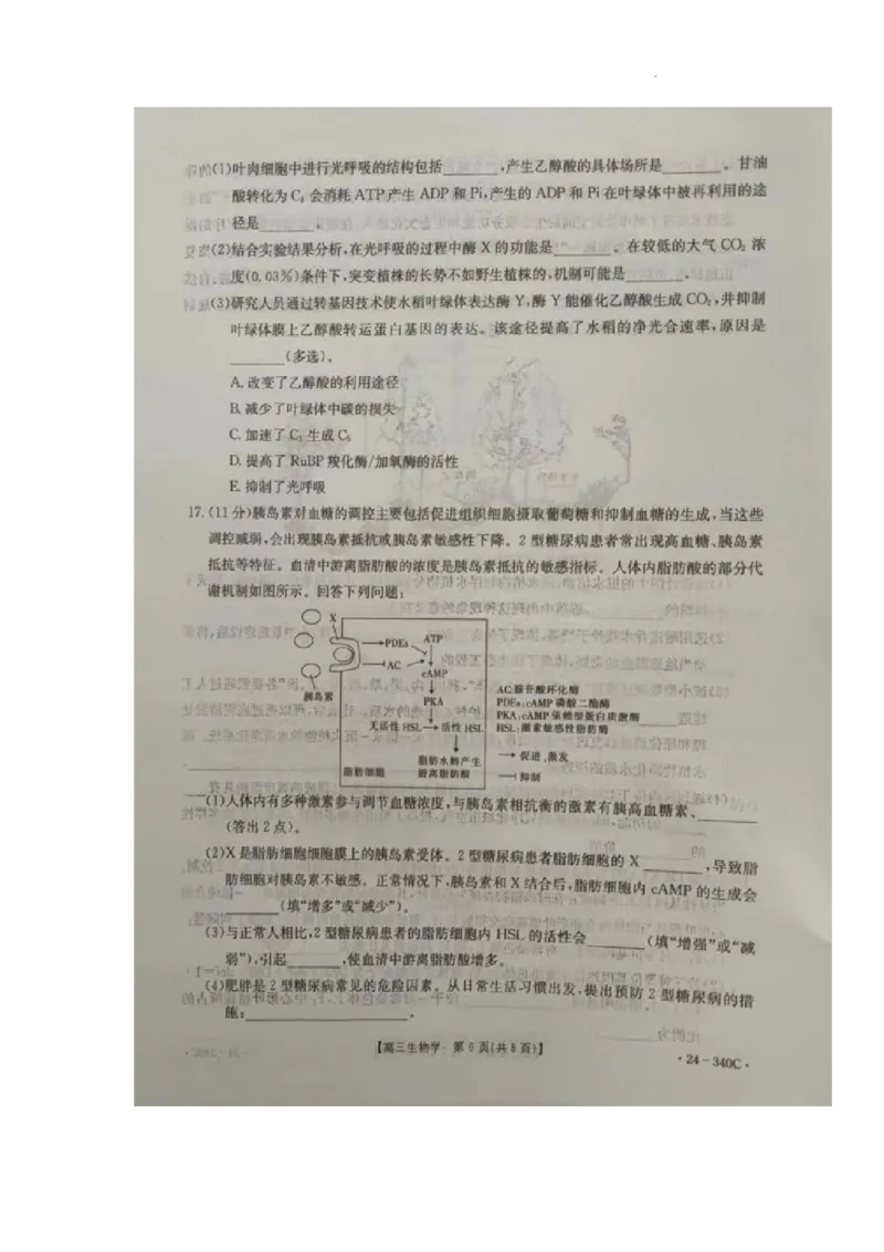 重庆市璧山来凤中学等多校联考2023-2024学年高三下学期3月月考生物试题_2024年3月_013月合集_2024届重庆好教育联盟金太阳联考高三3月联考（24-340C）