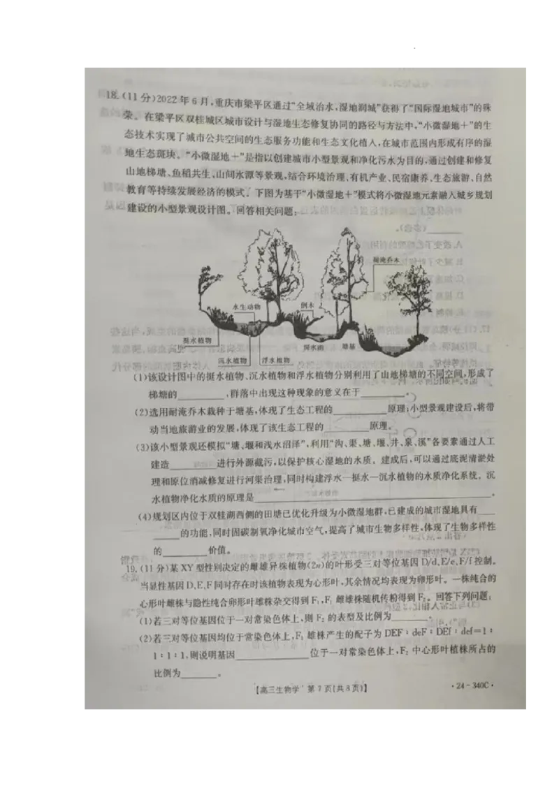重庆市璧山来凤中学等多校联考2023-2024学年高三下学期3月月考生物试题_2024年3月_013月合集_2024届重庆好教育联盟金太阳联考高三3月联考（24-340C）