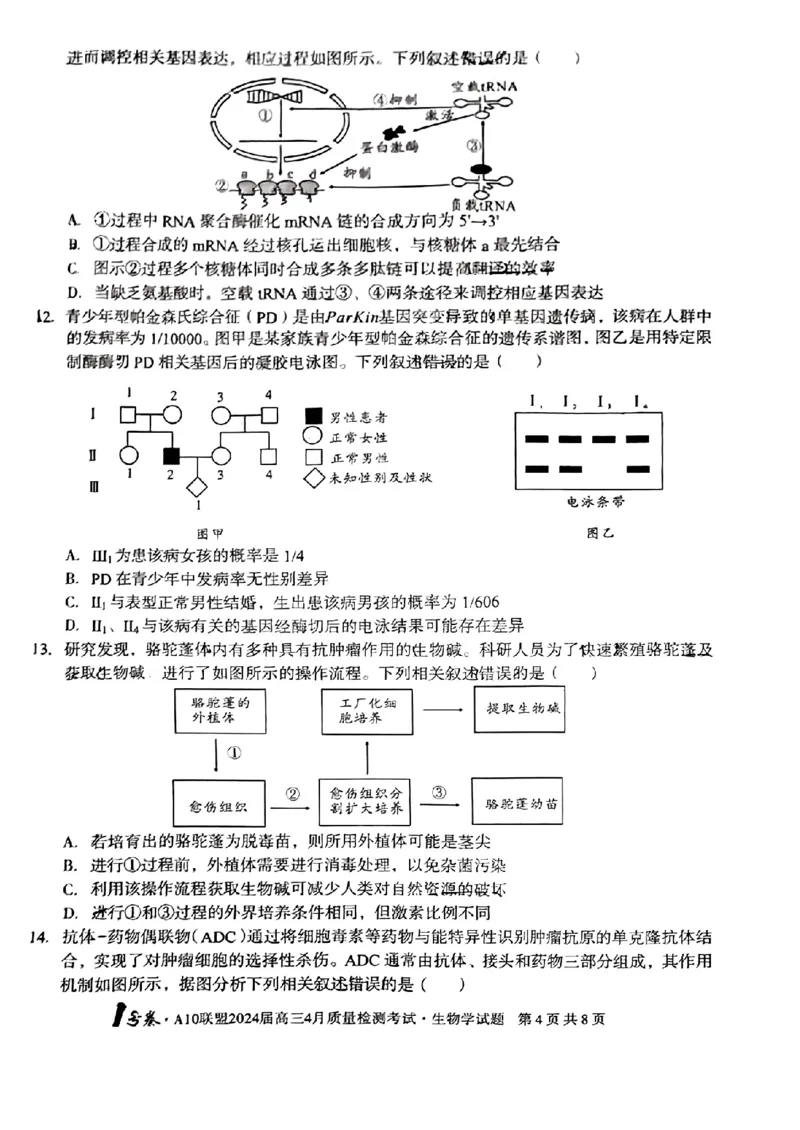 生物试题_2024年4月_01按日期_15号_2024届安徽省1号卷A10联盟高三4月质量检测_2024届安徽省1号卷A10联盟高三4月质量检测-生物