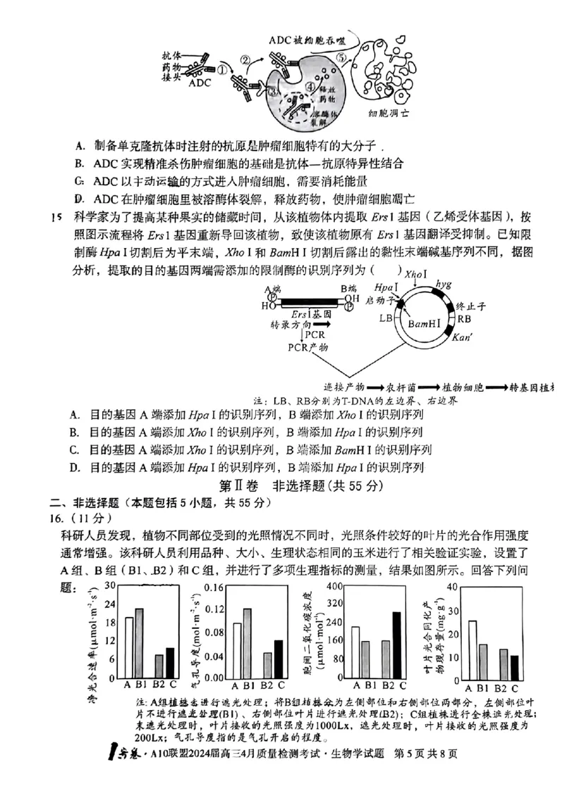 生物试题_2024年4月_01按日期_15号_2024届安徽省1号卷A10联盟高三4月质量检测_2024届安徽省1号卷A10联盟高三4月质量检测-生物