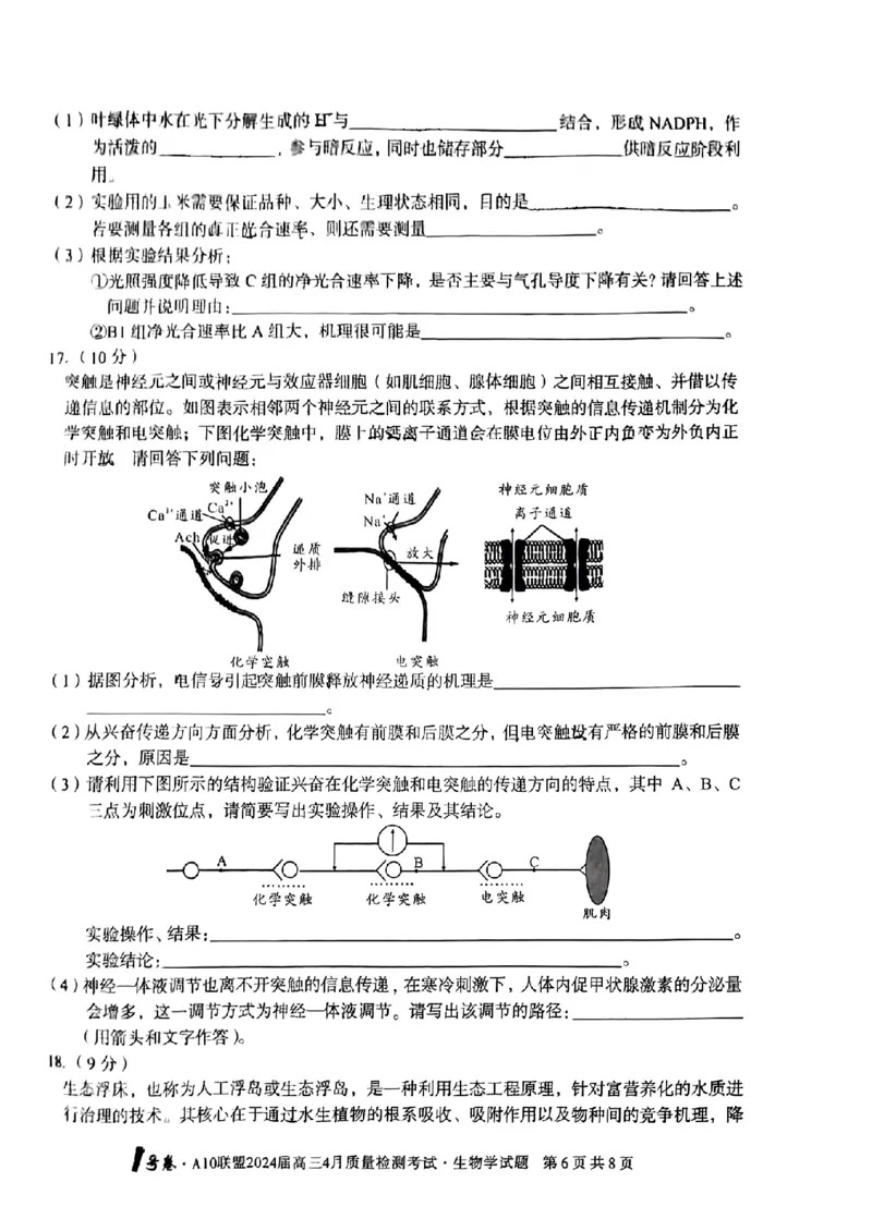 生物试题_2024年4月_01按日期_15号_2024届安徽省1号卷A10联盟高三4月质量检测_2024届安徽省1号卷A10联盟高三4月质量检测-生物
