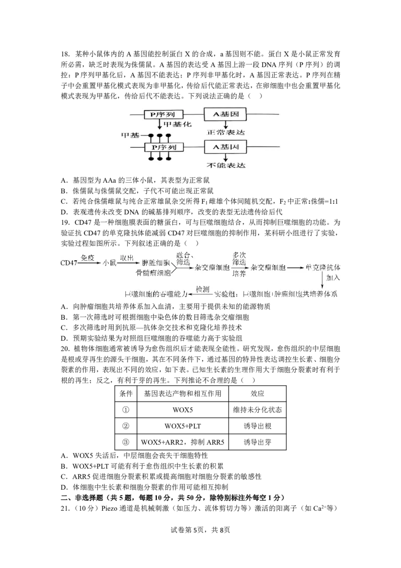 四川省成都市第七中学2024-2025学年高三上学期11月期中考试生物_2024-2025高三（6-6月题库）_2024年11月试卷_1110四川省成都市第七中学2024-2025学年高三上学期11月期中考试