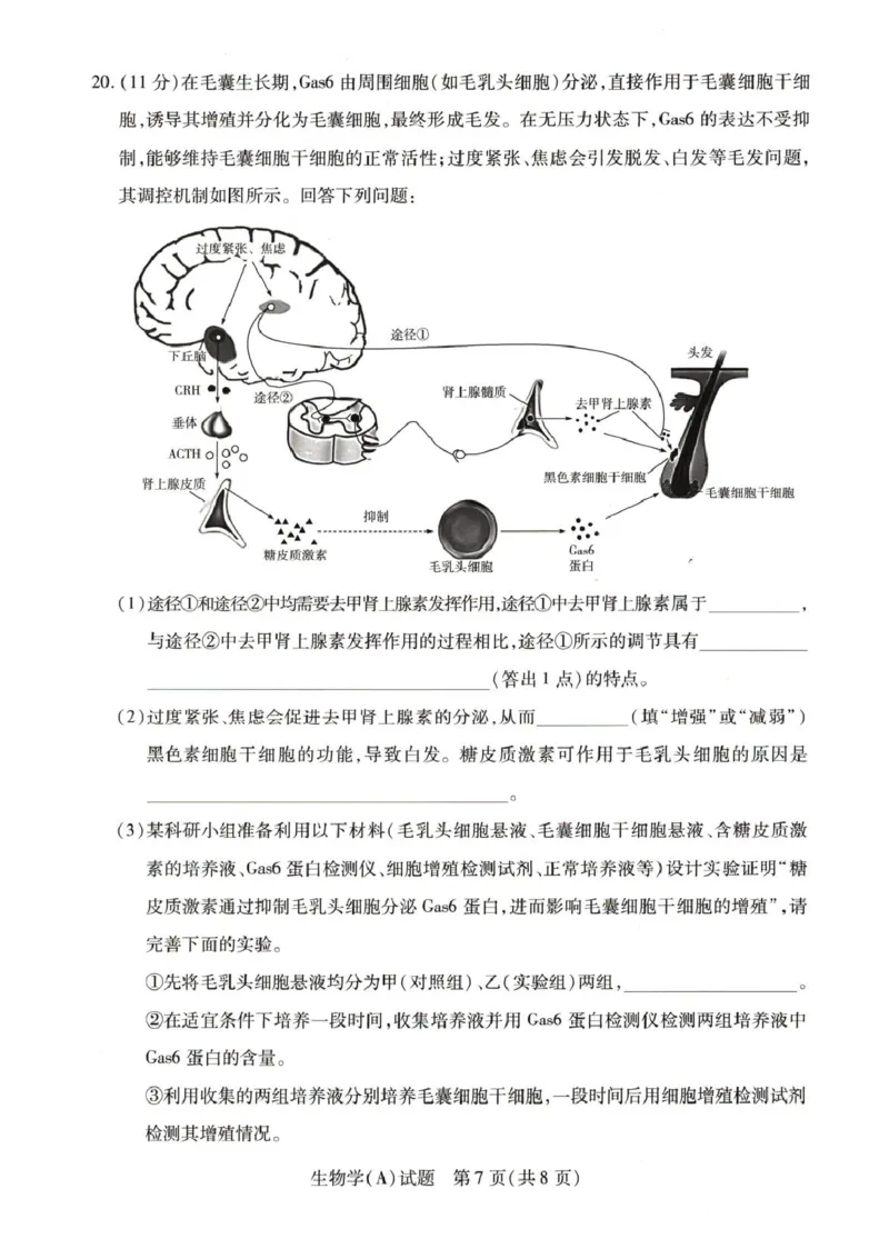 河南省豫北名校2025-2026学年高二上学期阶段性测试(二)-生物试卷-A含答案_2024-2025高二（7-7月题库）_2026年1月高二_260114河南省豫北名校2025-2026学年高二上学期阶段性测试（二）