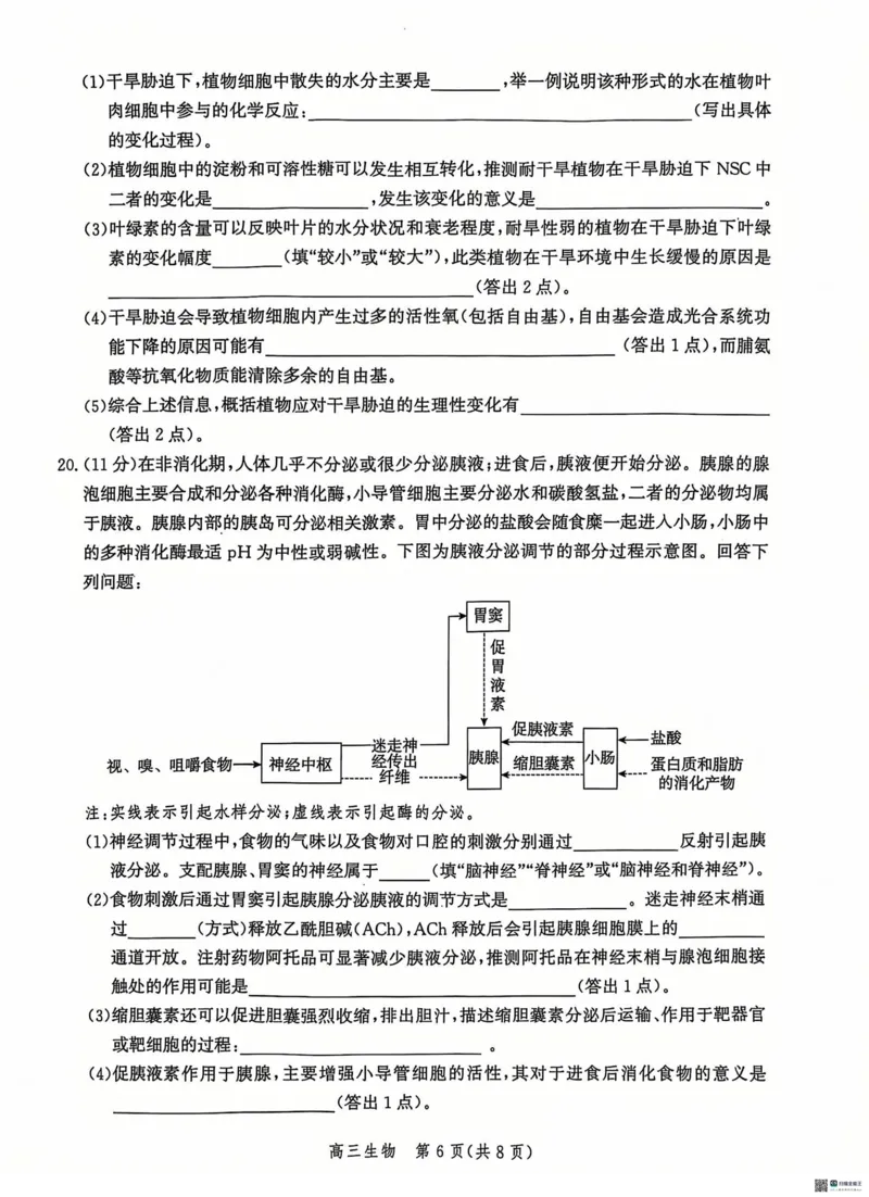 河北省沧州市2024&mdash;2025学年高三上学期12月质量检测生物试题_2024-2025高三（6-6月题库）_2024年12月试卷_1225沧州市普通高中2025届高三年级12月教学质量监测（全科）