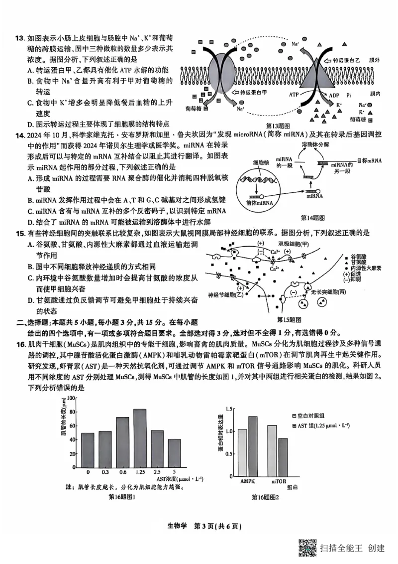 东北三省精准教学2024-2025学年高三上学期12月联考生物学试题（PDF版，含答案）_2024-2025高三（6-6月题库）_2024年12月试卷_1204东北三省精准教学2025届高三上学期12月联考