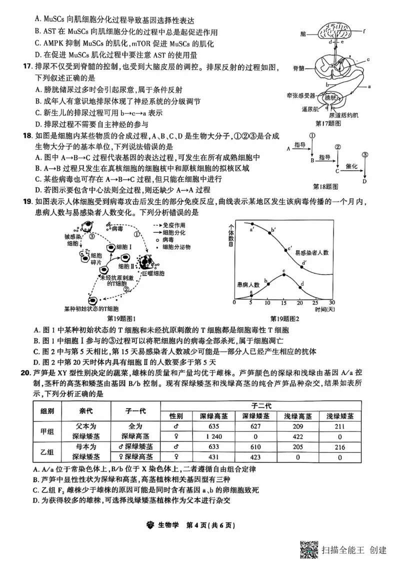 东北三省精准教学2024-2025学年高三上学期12月联考生物学试题（PDF版，含答案）_2024-2025高三（6-6月题库）_2024年12月试卷_1204东北三省精准教学2025届高三上学期12月联考