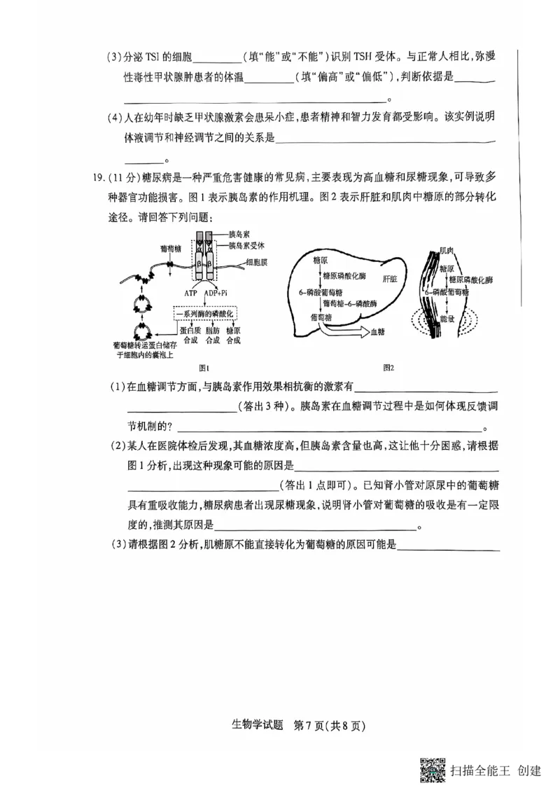 安徽省卓越县中联盟、皖豫名校联盟2024-2025学年高二上学期期中考试生物PDF版无答案_2024-2025高二（7-7月题库）_2024年11月试卷