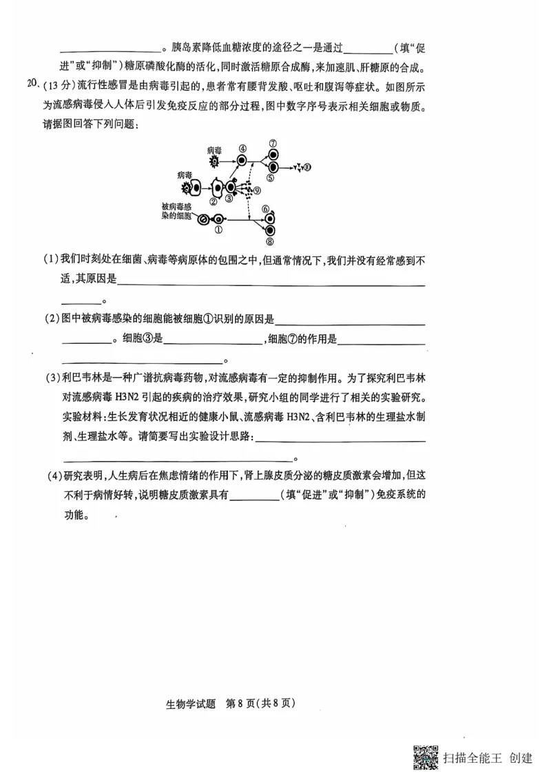 安徽省卓越县中联盟、皖豫名校联盟2024-2025学年高二上学期期中考试生物PDF版无答案_2024-2025高二（7-7月题库）_2024年11月试卷