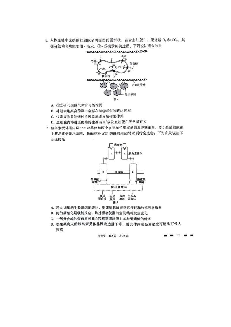 重庆市巴蜀中学2023-2024学年高三下2月月考生物试题_2024年2月_01每日更新_22号_2024届重庆市巴蜀中学高考适应性月考卷(六)_重庆市巴蜀中学2024届高考适应性月考卷(六)生物