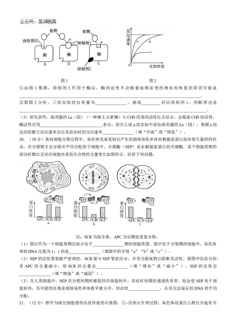 河北省承德市2024-2025学年高三上学期期中考试生物试卷（含答案）_2024-2025高三（6-6月题库）_2024年11月试卷_1128河北省承德市2024-2025学年高三上学期期中考试（金太阳25-122C）