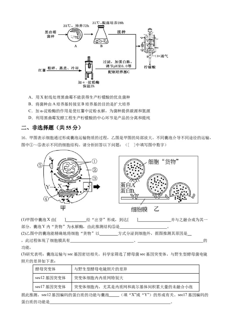 四川省内江市威远中学校2024-2025学年高二下学期期中考试生物学试题（含答案）_2024-2025高二（7-7月题库）_2025年04月试卷(1)_0424四川省内江市威远中学2024-2025学年高二下学期期中考试
