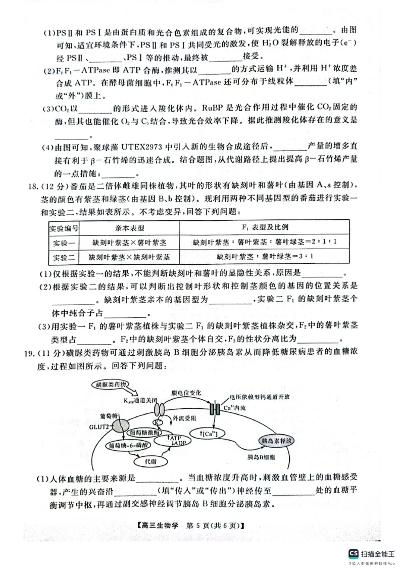 河南省名校联盟2024-2025学年上学期高三12联考-生物_2024-2025高三（6-6月题库）_2024年12月试卷_1225河南省金科大联考2024-2025学年上学期高三12月联考
