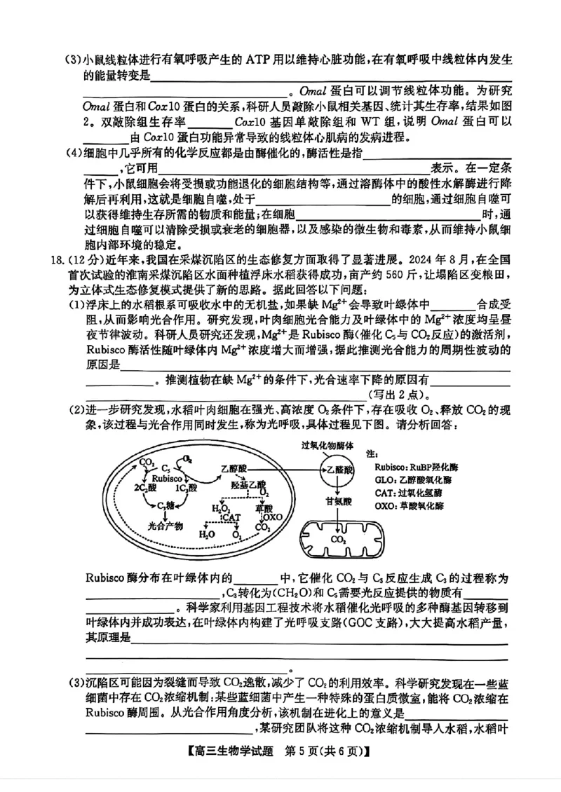 安徽省2025届高三第一次五校联考生物+答案_2024-2025高三（6-6月题库）_2024年11月试卷_1118安徽省2025届高三第一次五校联考（全科）