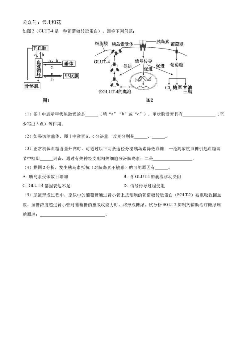 海南省海南中学2024-2025学年高二上学期11月期中考试生物Word版含解析_2024-2025高二（7-7月题库）_2024年11月试卷_1118海南省海南中学2024-2025学年高二上学期11月期中考试