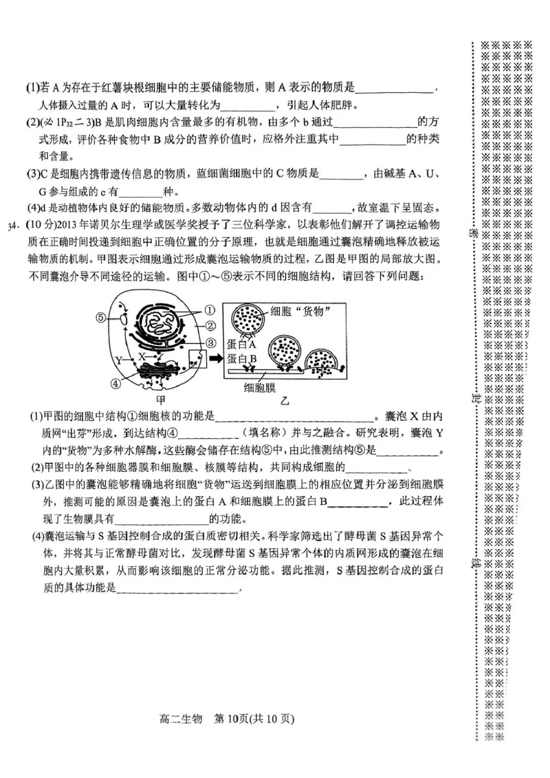 河南省南阳市2024-2025学年高二下学期4月期中考试生物PDF版含答案_2024-2025高二（7-7月题库）_2025年05月试卷_0517河南省南阳市2024-2025学年高二下学期4月期中考试