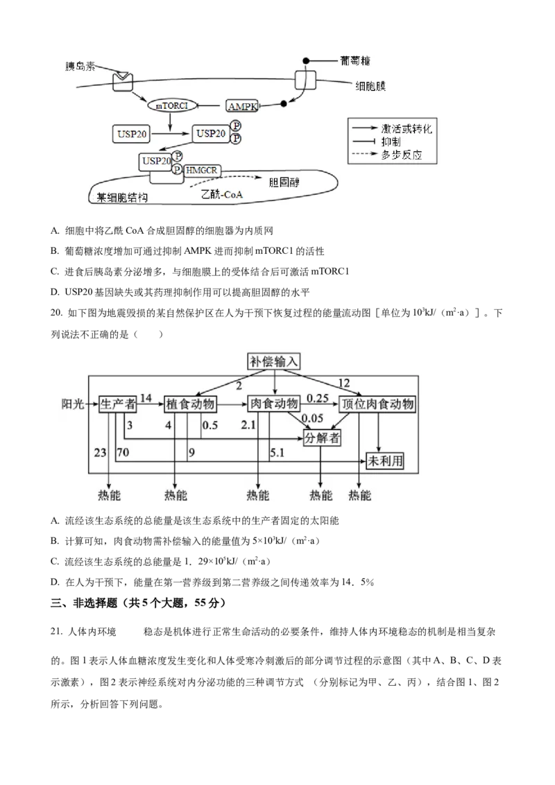 山东省济宁育才中学2024-2025学年高二下学期开学考试生物试题（原卷版）_2024-2025高二（7-7月题库）_2025年03月试卷_0304山东省济宁市育才中学2024-2025学年高二下学期开学考试